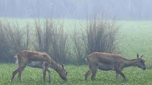 Wildlife census begins in Kalakad Mundanthurai Tiger Reserve