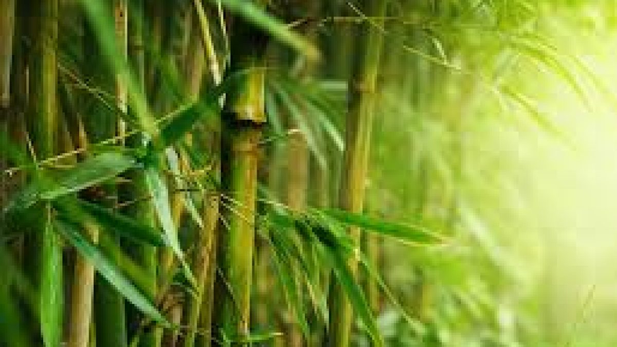 Workshop-cum-exhibition on "Bamboo- A wonder grass"