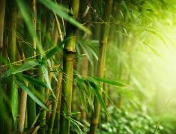 Workshop-cum-exhibition on "Bamboo- A wonder grass"
