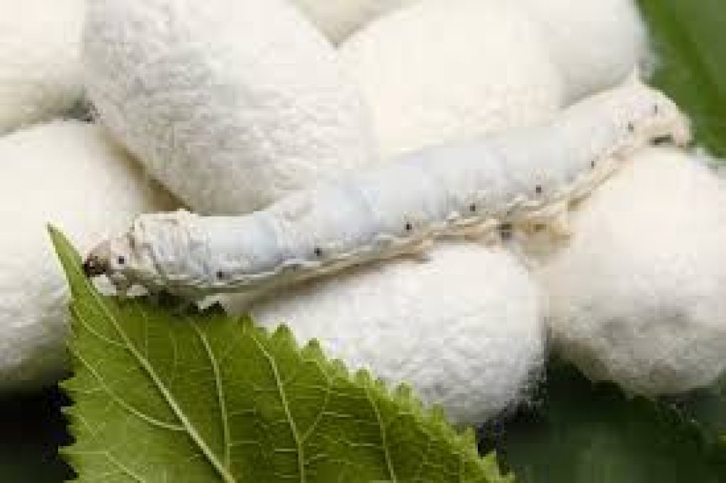KVIC opens first silk processing plant in Gujarat