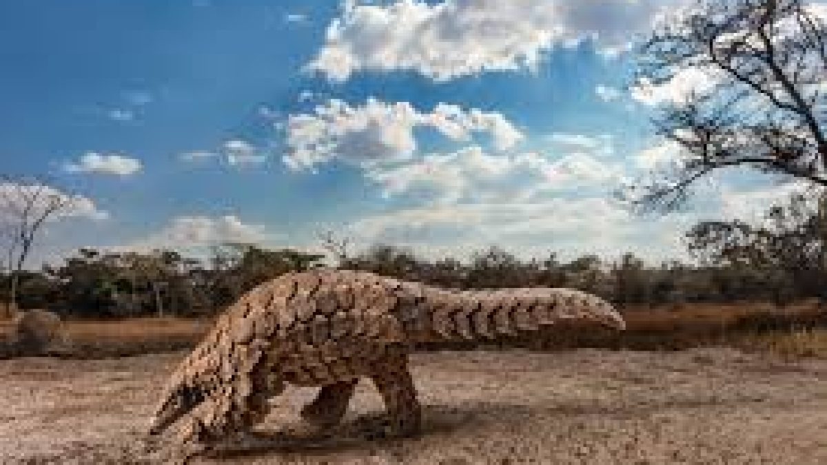 Pangolin is a potential suspect in spreading the Wuhan Coronavirus to Humans