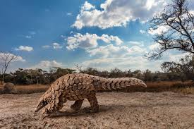 Pangolin is a potential suspect in spreading the Wuhan Coronavirus to Humans