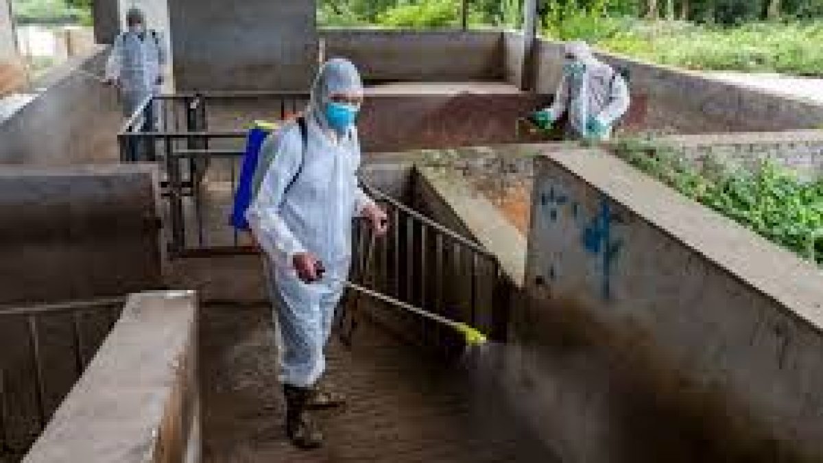 Swine Fever Control Vaccines