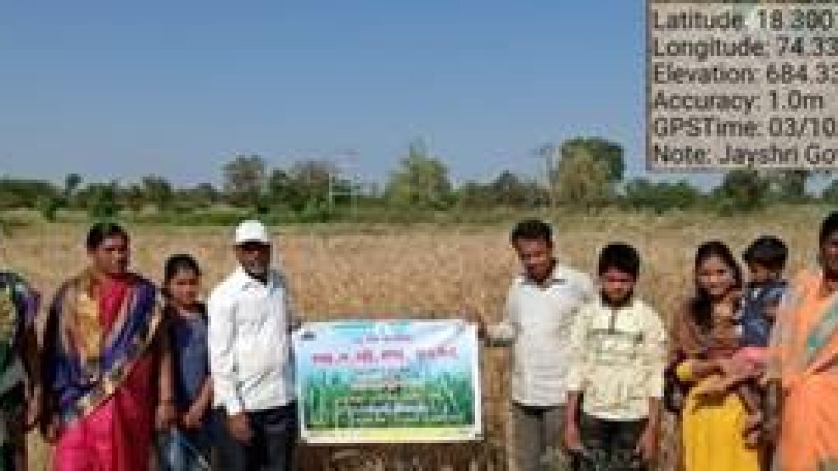 ARI developed biofortified, high protein wheat variety