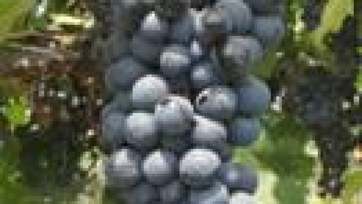 Juice aplenty from the Grape variety from ARI, Pune