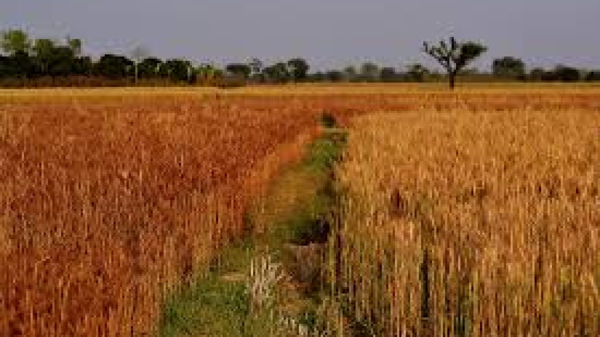 Adverse Impact of Global Warming on Food Crops