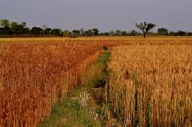 Adverse Impact of Global Warming on Food Crops