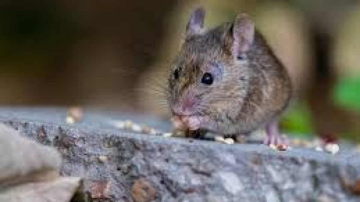 Hantavirus in China after Covid-19