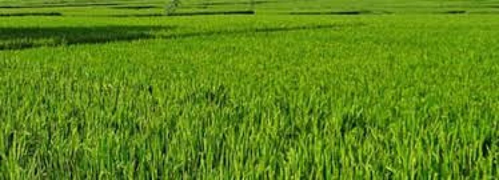 Revamping of the Crop Insurance Schemes