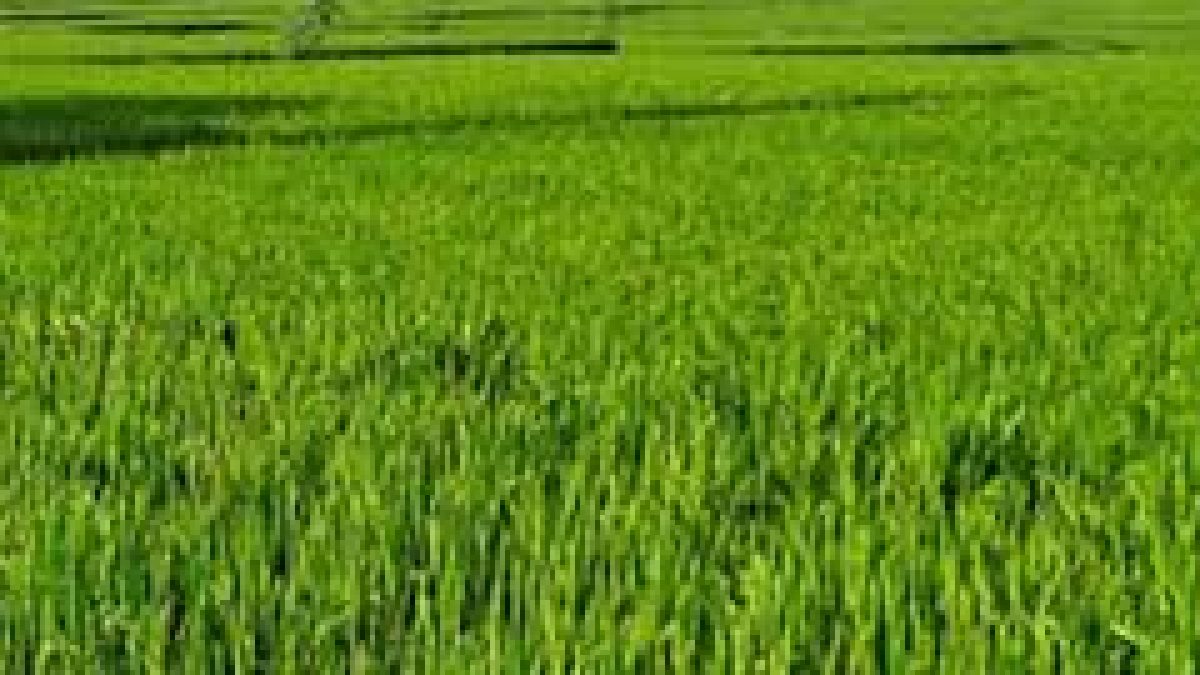 Revamping of the Crop Insurance Schemes