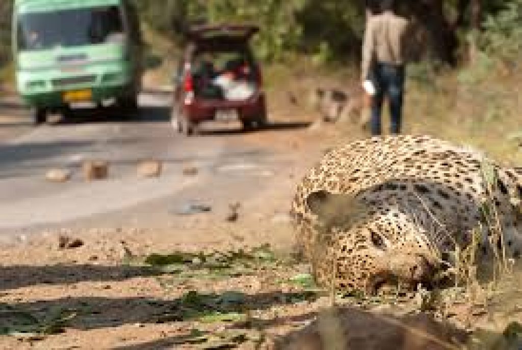 M.M. Wildlife Sanctuary to be tiger reserve soon