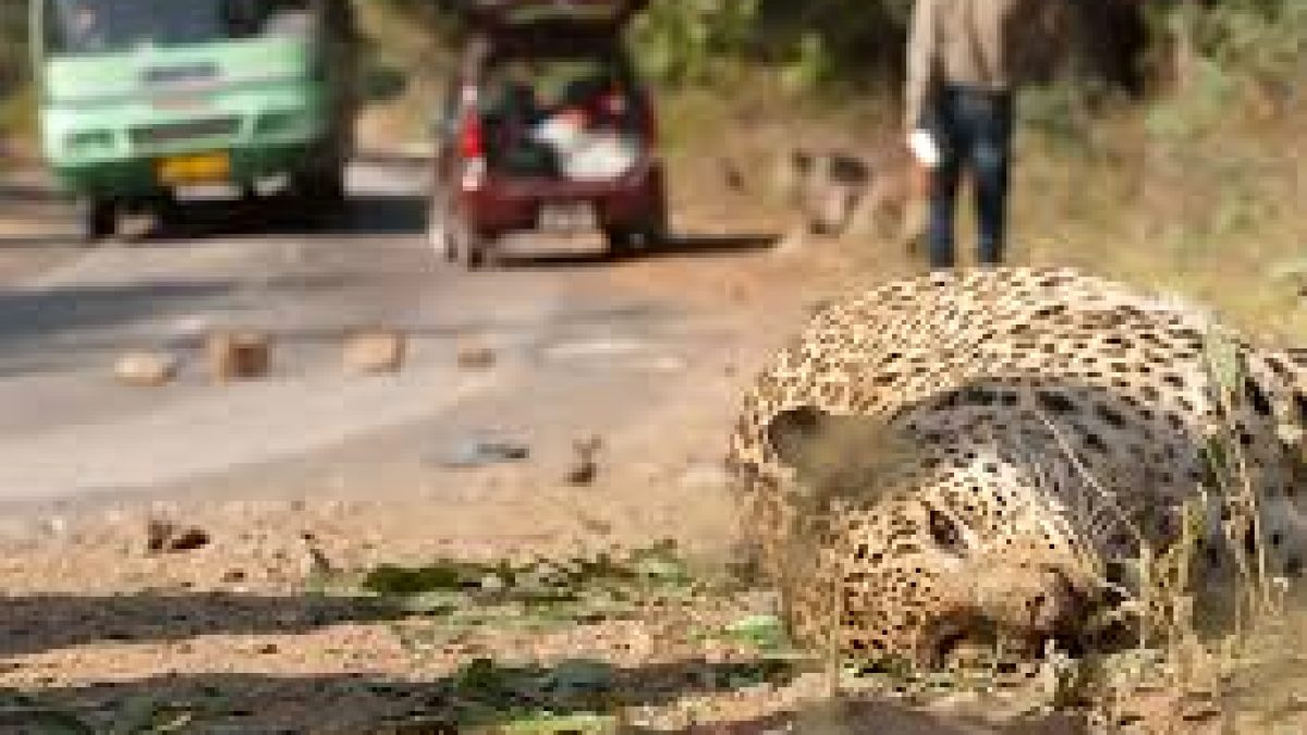 M.M. Wildlife Sanctuary to be tiger reserve soon