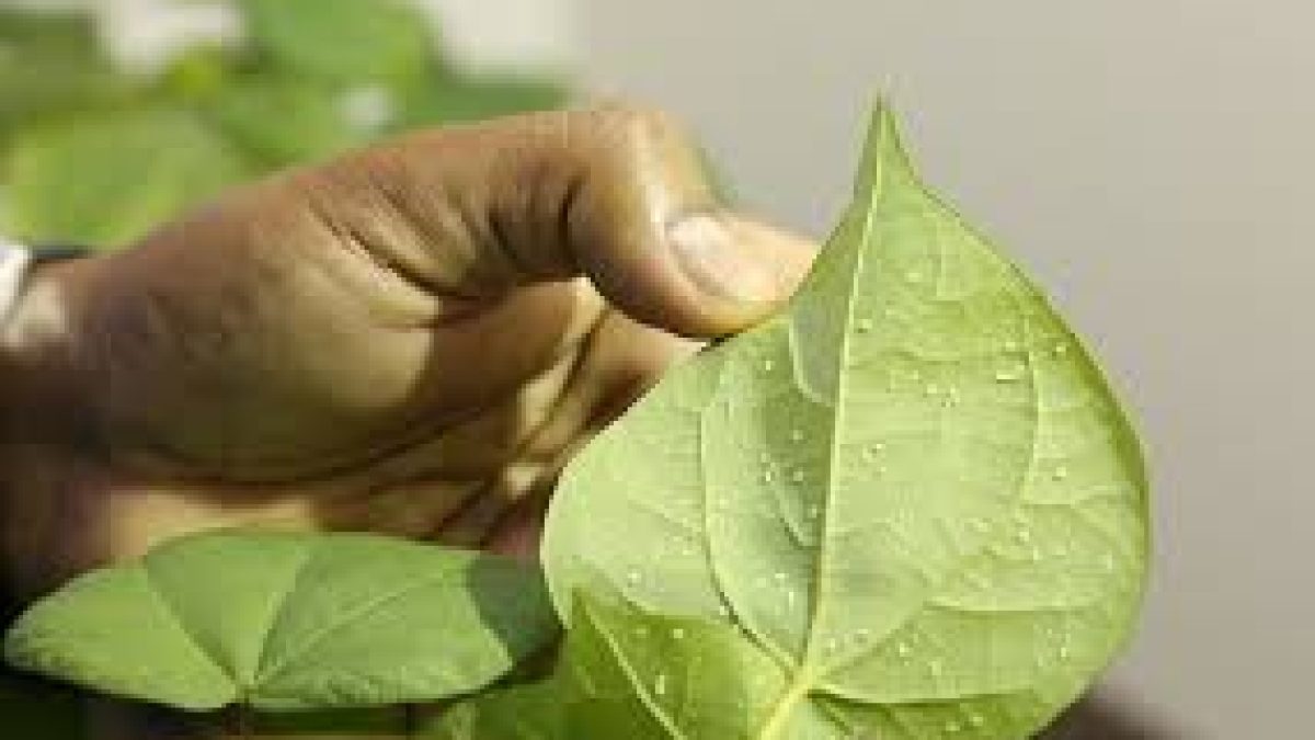 NBRI developed whiteflies-resistant variety of cotton