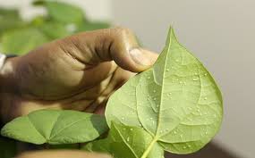 NBRI developed whiteflies-resistant variety of cotton