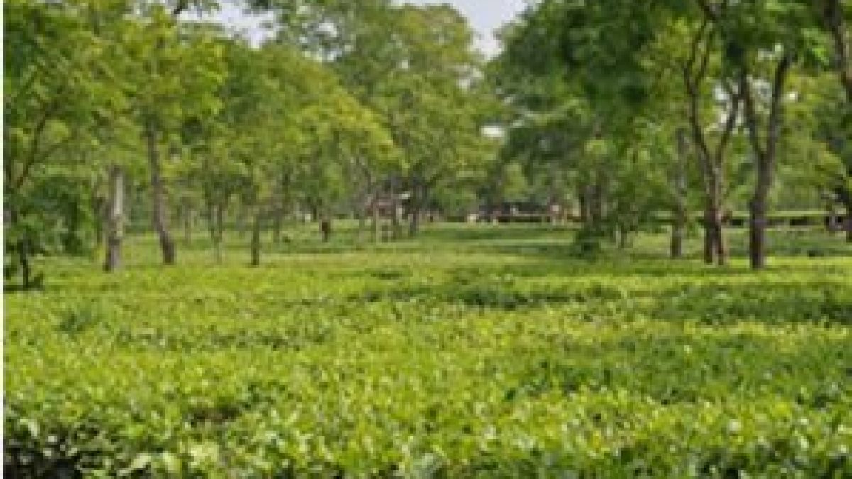 Scientists identified bacteria that can replace fertilizers & fungicides