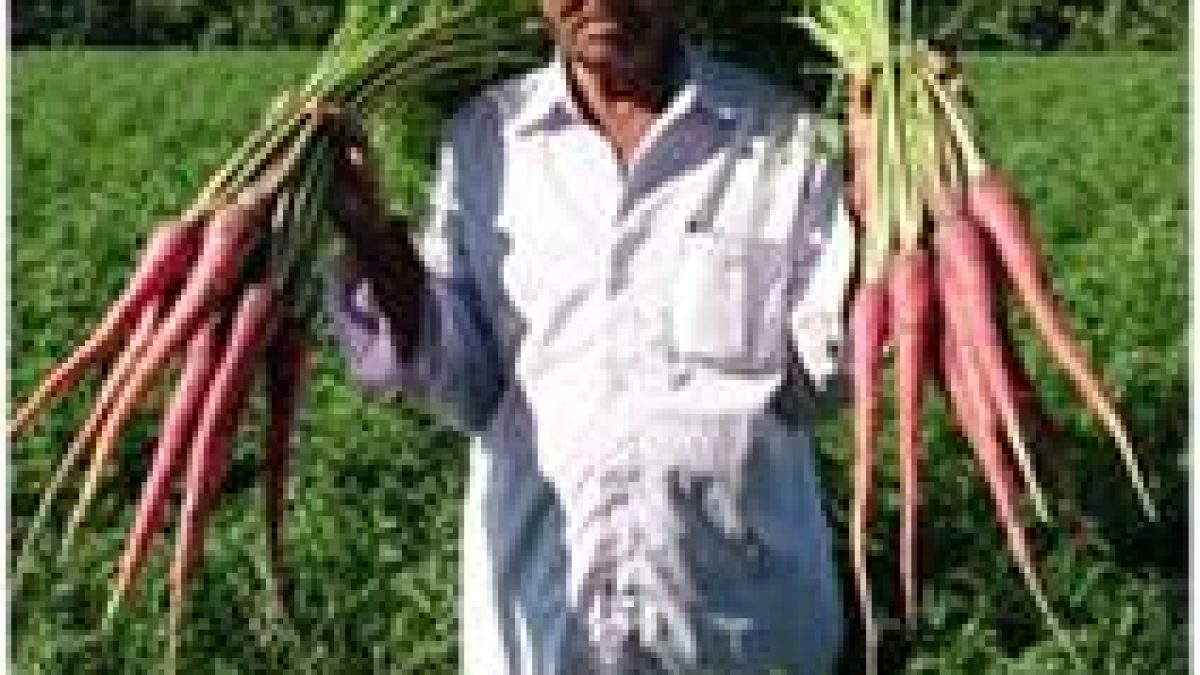 Biofortified carrot variety developed by farmer scientist