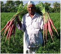 Biofortified carrot variety developed by farmer scientist