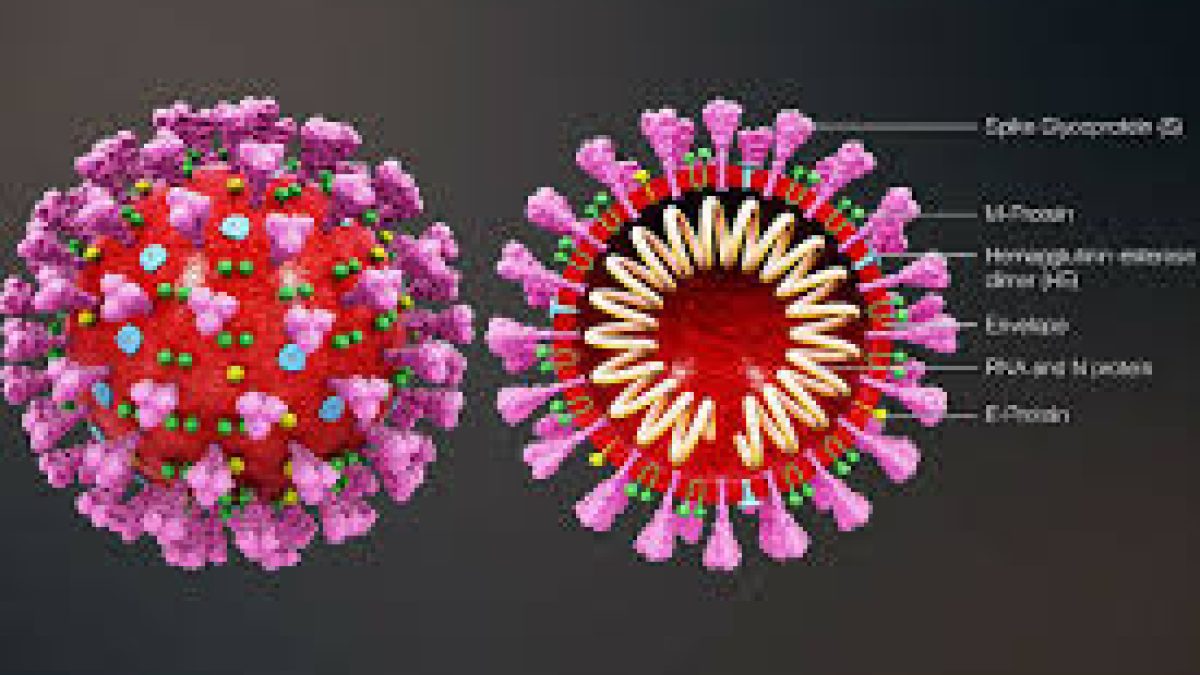 Indian researchers start working on novel coronavirus genome sequencing