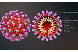 Indian researchers start working on novel coronavirus genome sequencing