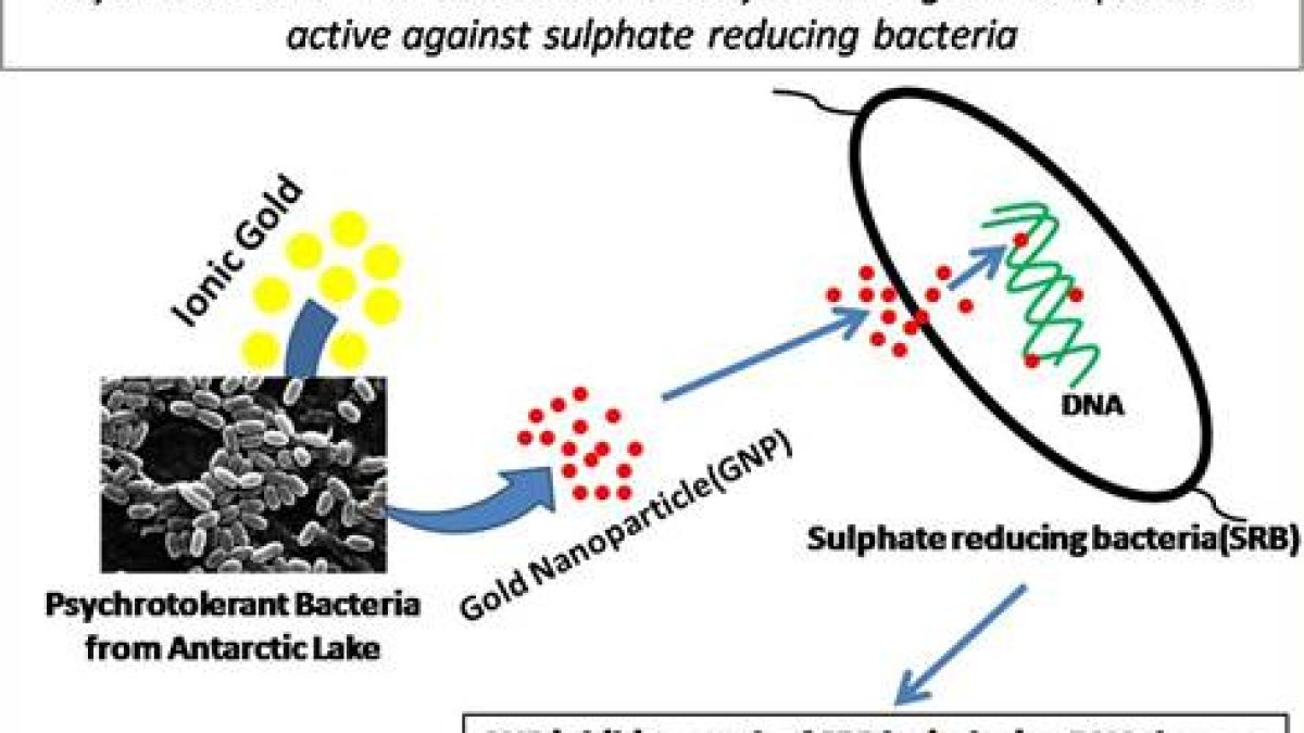 Eco-friendly Synthesis of Gold Nanoparticles from Antarctic Bacteria