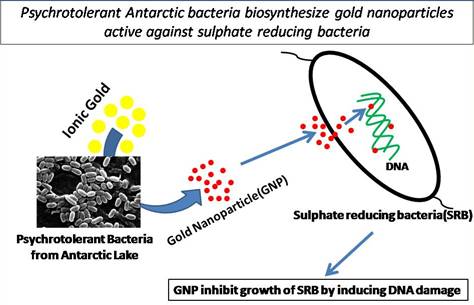 Eco-friendly Synthesis of Gold Nanoparticles from Antarctic Bacteria