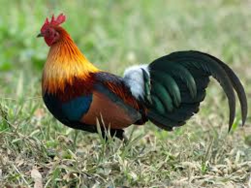 Chickens first domesticated in southwestern China, northern Thailand, Myanmar