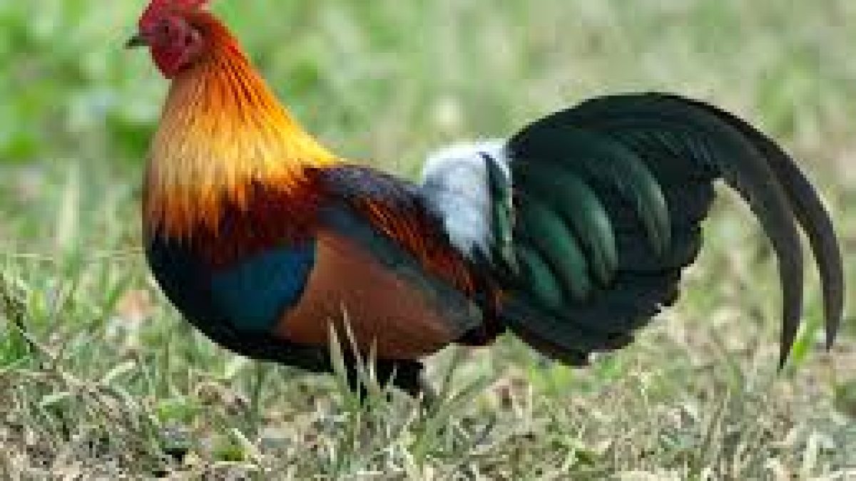 Chickens first domesticated in southwestern China, northern Thailand, Myanmar