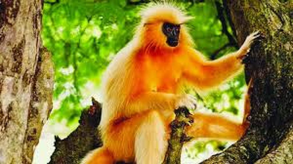 Even Golden Langurs suffer forced abortion, infanticide