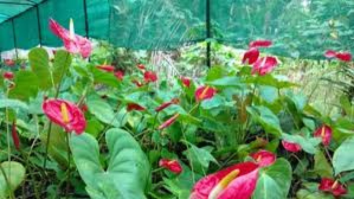 NIF developed ten varieties of Anthurium