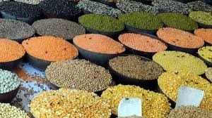 Procurement operations of Pulses and Oilseeds directly from Farmers