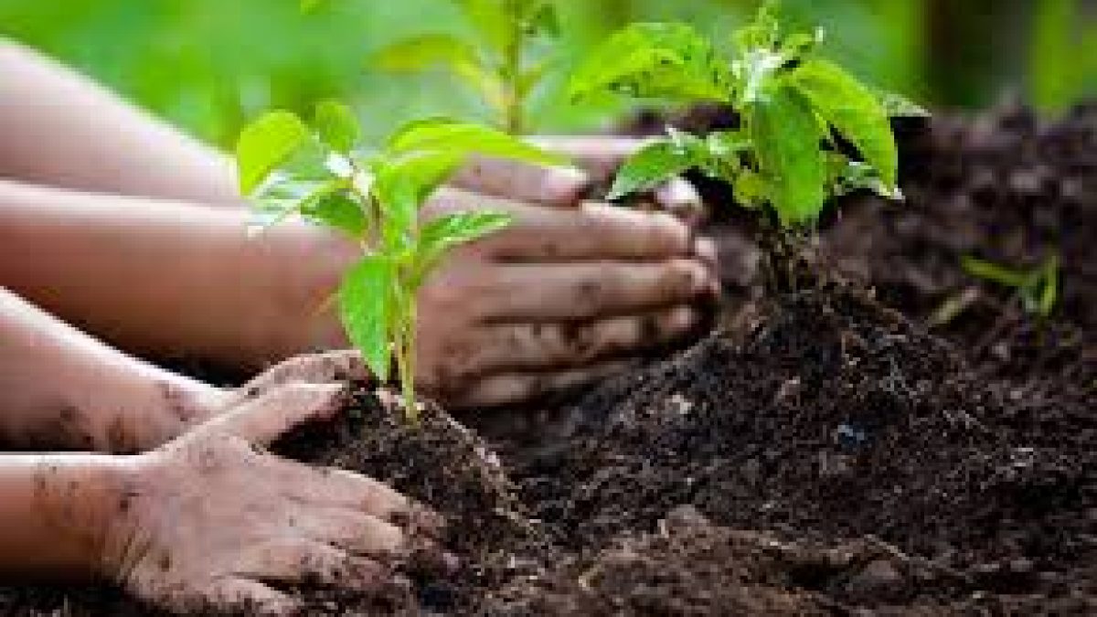 Culture Ministry to celebrate “Sankalp Parva” to plant trees from 28th June to 12 July 2020