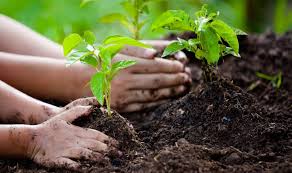 Culture Ministry to celebrate “Sankalp Parva” to plant trees from 28th June to 12 July 2020
