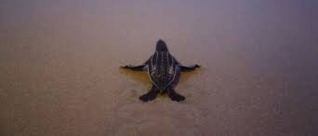 The largest number of nests of rare leatherback sea turtles in Thailand beaches. The environmentalists said that this has occurred due to the bereft of tourists because of the coronavirus pandemic. Highlights: ♦ The highest recorded turtle nests the authorities have found since last November was 11 in the past two decades. ♦ Phuket Marine Biological Center reported that more number of turtle nests were found this year. ♦ The turtles had a high risk of getting killed by fishing gear and humans disturbing the beach. Leatherback Sea Turtles: Leatherbacks are the world's most giant sea turtles. The turtles lay their eggs in dark and quiet areas, scarce when tourists thronged the beaches. The International Union for Conservation of Nature (IUCN) has considered the species endangered in Thailand and listed as a vulnerable species globally.