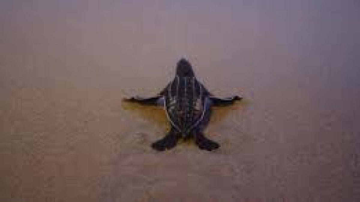 The largest number of nests of rare leatherback sea turtles in Thailand beaches. The environmentalists said that this has occurred due to the bereft of tourists because of the coronavirus pandemic. Highlights: ♦ The highest recorded turtle nests the authorities have found since last November was 11 in the past two decades. ♦ Phuket Marine Biological Center reported that more number of turtle nests were found this year. ♦ The turtles had a high risk of getting killed by fishing gear and humans disturbing the beach. Leatherback Sea Turtles: Leatherbacks are the world's most giant sea turtles. The turtles lay their eggs in dark and quiet areas, scarce when tourists thronged the beaches. The International Union for Conservation of Nature (IUCN) has considered the species endangered in Thailand and listed as a vulnerable species globally.