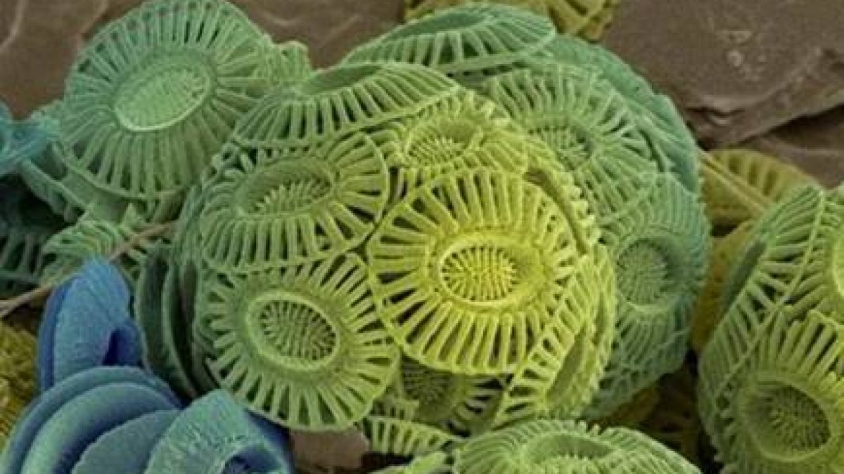 Role of ancient algae in building a healthy global marine ecosystem