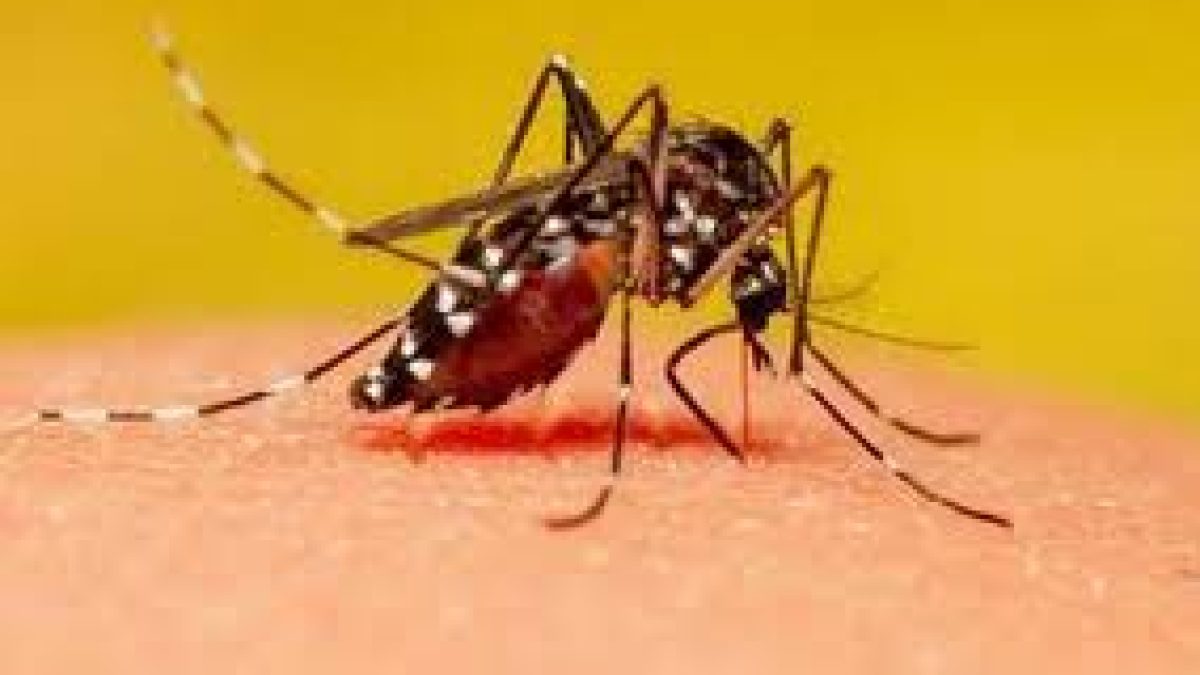 Persistent global transmission of chikungunya from India