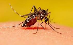 Persistent global transmission of chikungunya from India