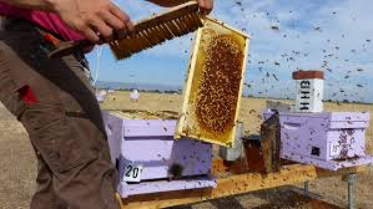 World Class State of the Art Honey Testing Lab inaugurated in Gujarat