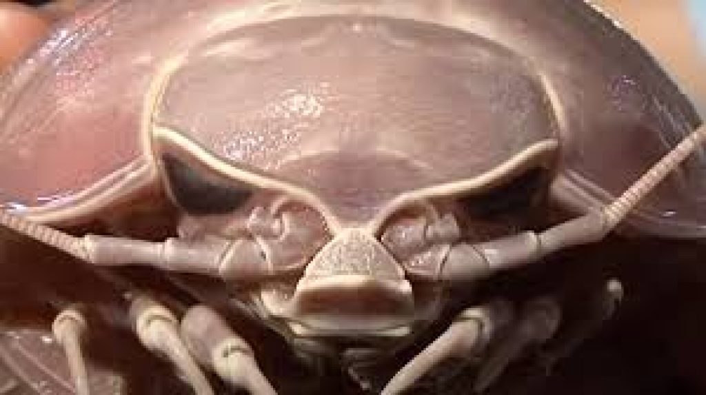 Zoologist discover 14-legged Giant 'Darth Vader' Cockroach