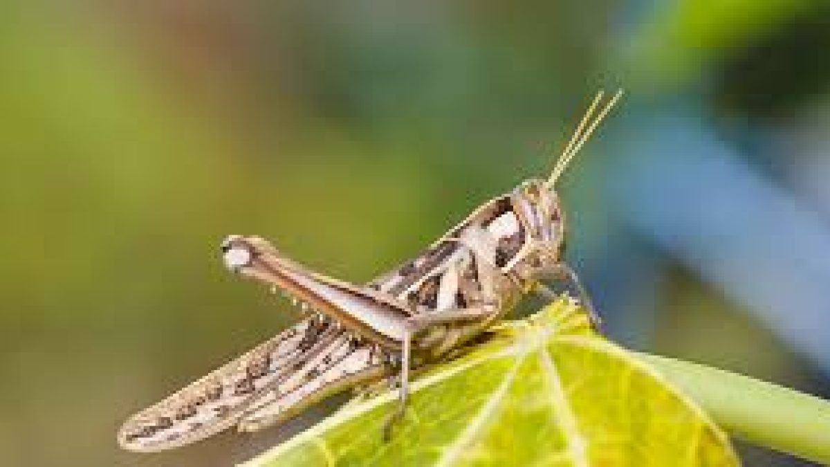 Locust control operations carried out in 9 states