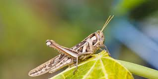 Locust control operations carried out in 9 states