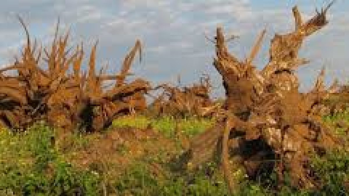 Draft Environmental Impact Assessment (EIA) 2020