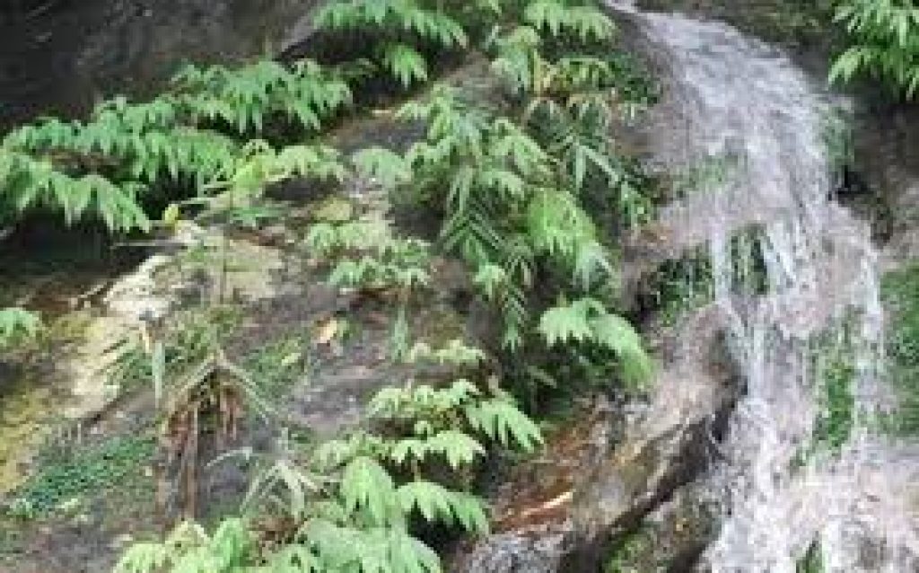 Botanist found Plant thought to be extinct for more than 135 years