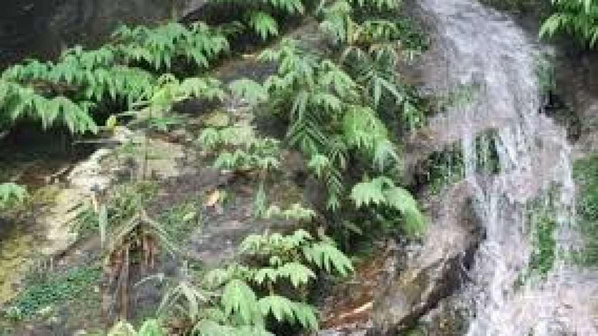 Botanist found Plant thought to be extinct for more than 135 years