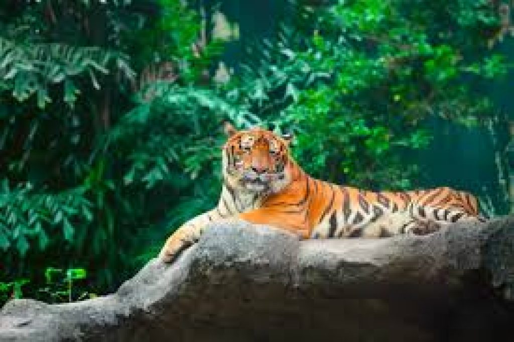 International Tiger Day 2020