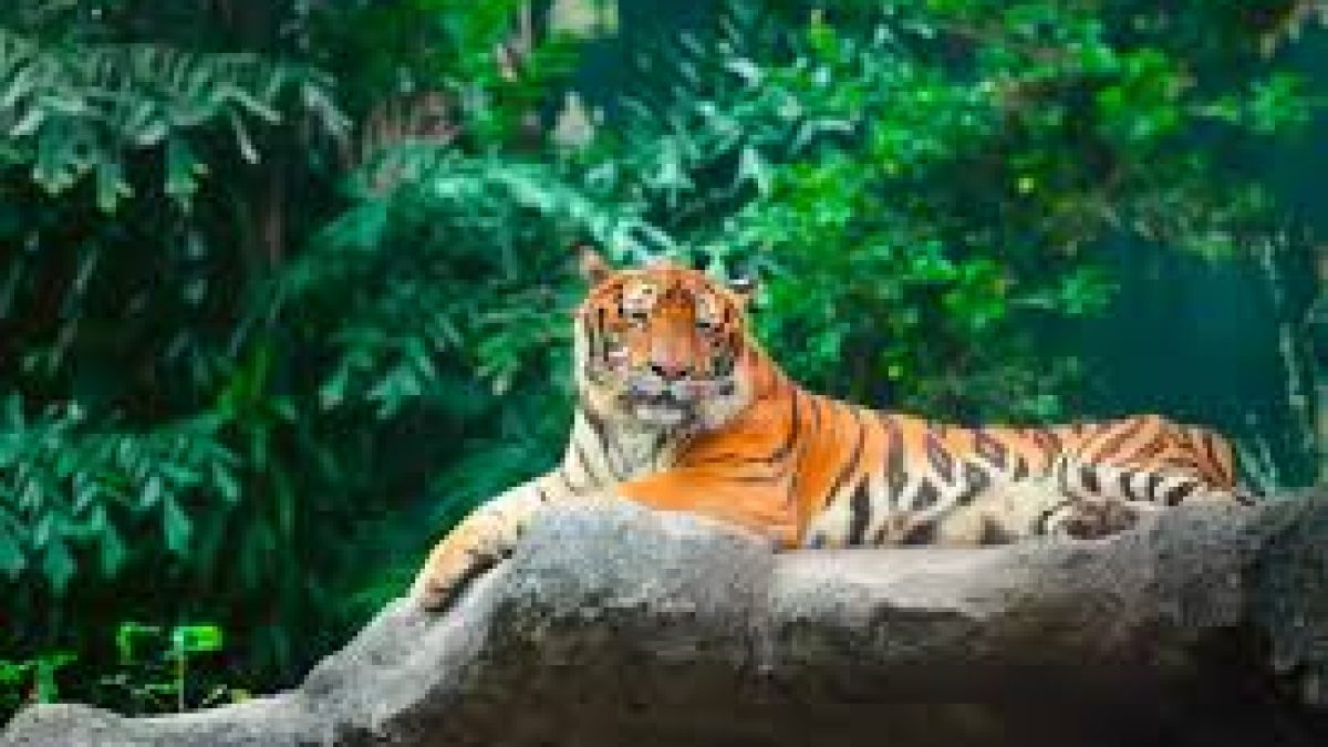 International Tiger Day 2020