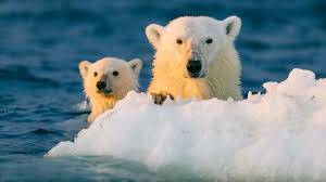 Polar bears