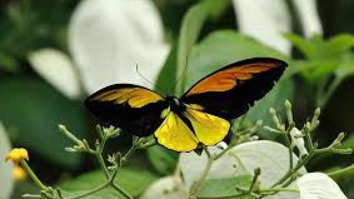 Golden Birdwing become India’s largest butterfly
