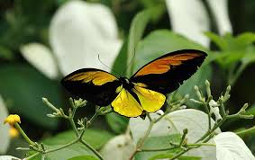 Golden Birdwing become India’s largest butterfly