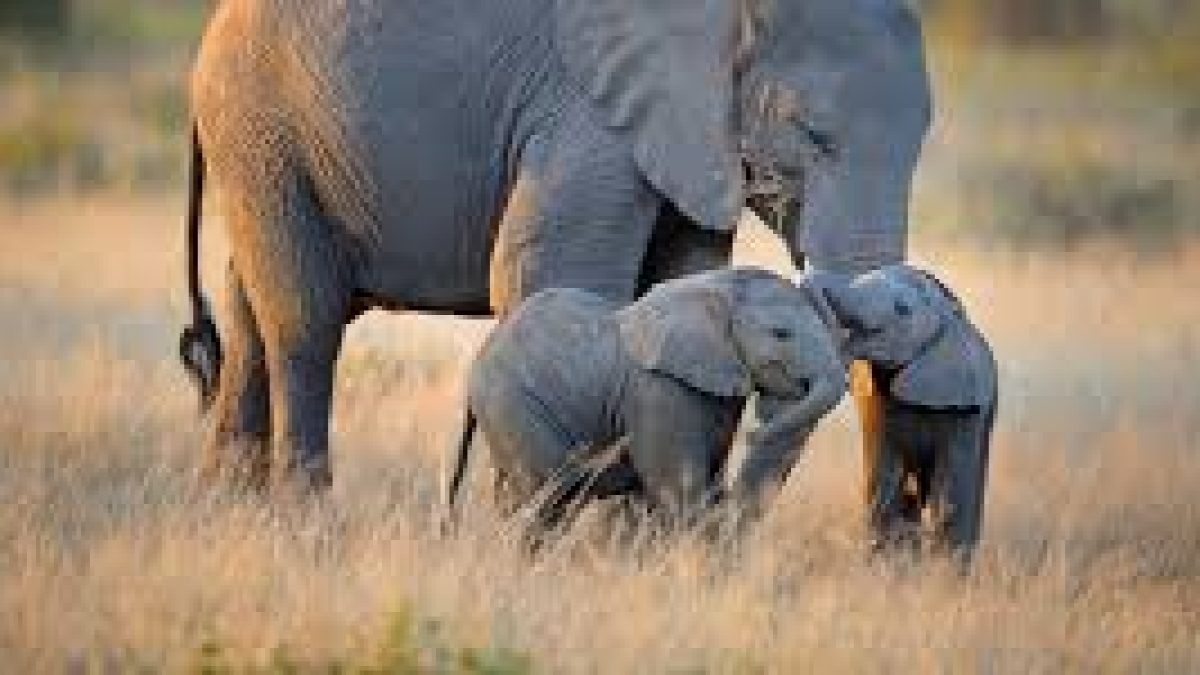 Asian elephant cubs show handedness in trunk behaviour earlier than adult usage of trunks